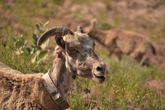 Da vicino con una pecora bighorn con la bocca aperta