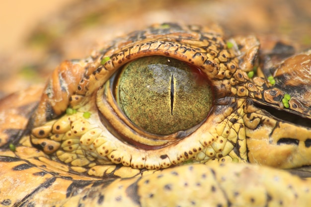 da vicino l&#39;occhio di coccodrillo