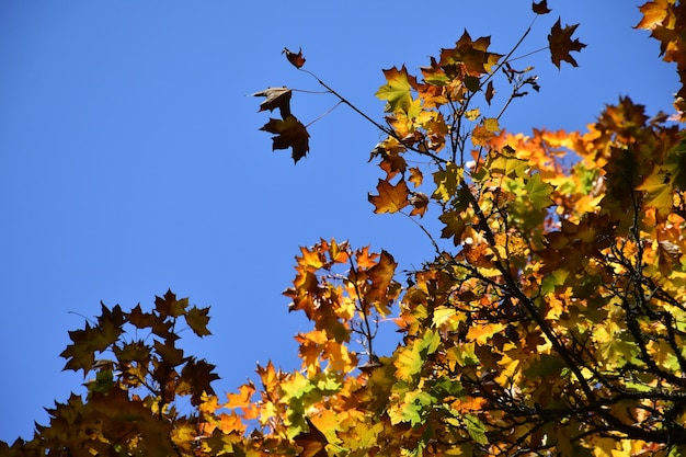 da vicino le cime degli alberi d&#39;autunno