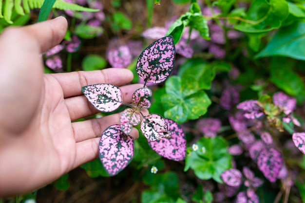 Da vicino le foglie rosa e viola della pianta Aglaonema