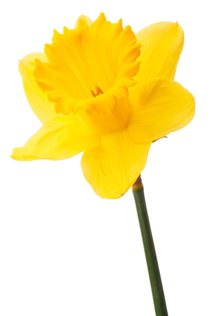 Daffodil fiore o narciso isolato su sfondo bianco cutout