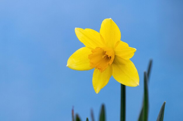 Daffodil giallo da vicino su sfondo blu