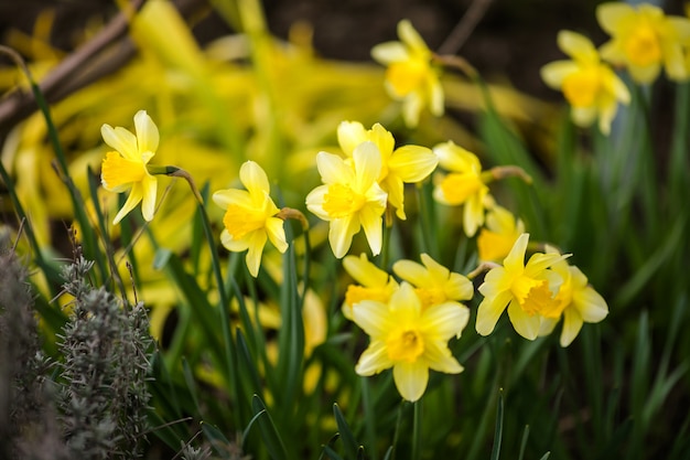 Daffodils gialli del primo piano nell&#39;erba verde