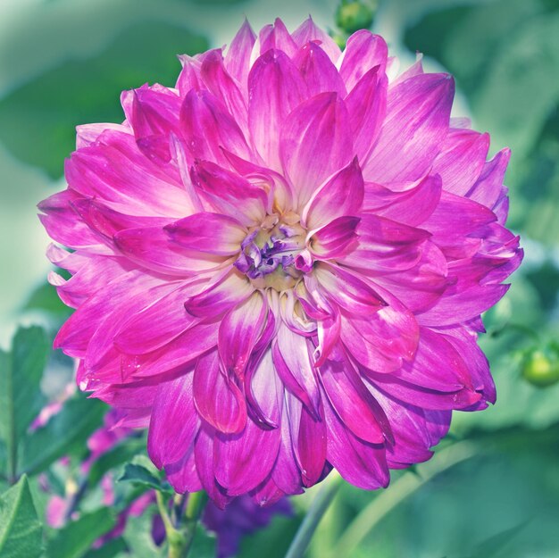 Dahlia culturum fiore viola che sboccia nel giardino