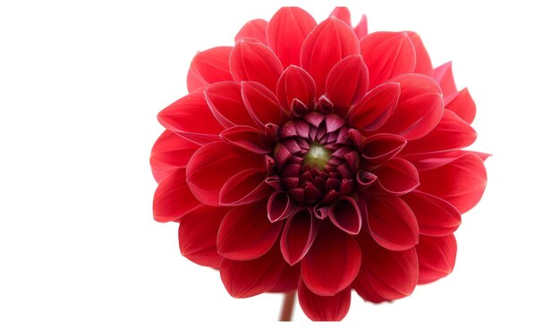 Dahlia rossa