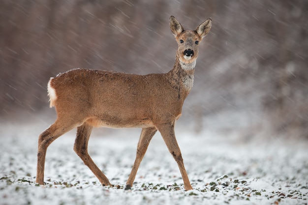 Daina dei caprioli nell'orario invernale durante le precipitazioni nevose.