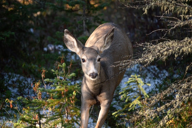 Daina o cervi che corrono nella foresta al parco nazionale