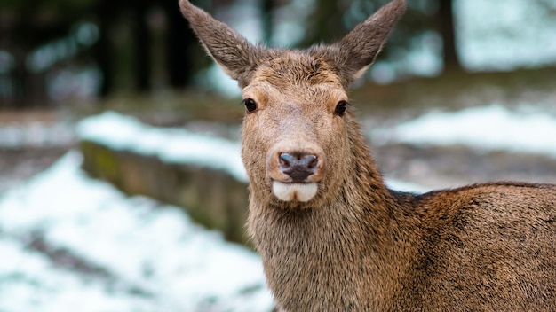 Daina vicino alla foresta in inverno