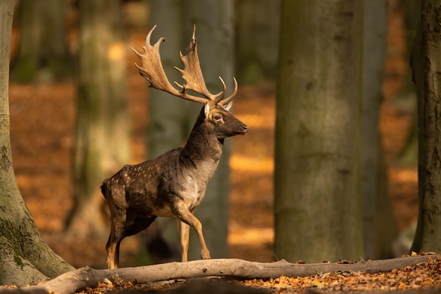 Daini cervo a piedi nella soleggiata foresta di autunno con lo spazio della copia.