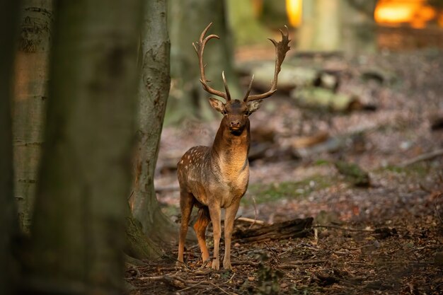 Daini cervo in piedi nella foresta di autunno al tramonto