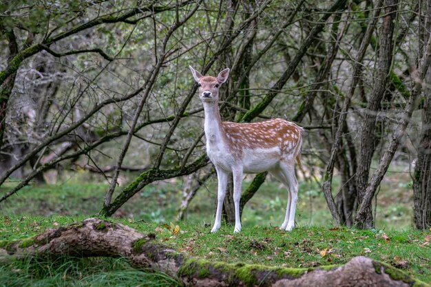 Daini (Dama dama) nella stagione degli amori nella foresta