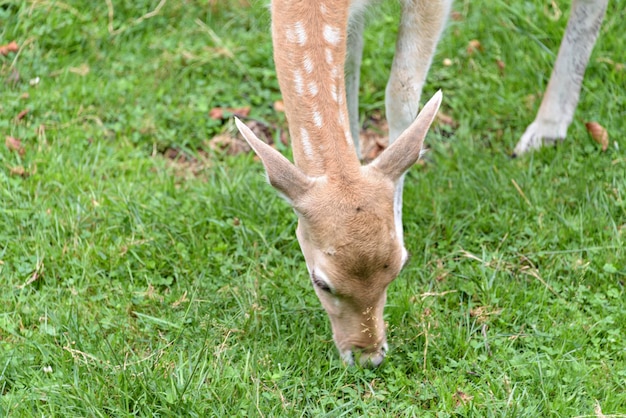 Daini durante la stagione degli amori