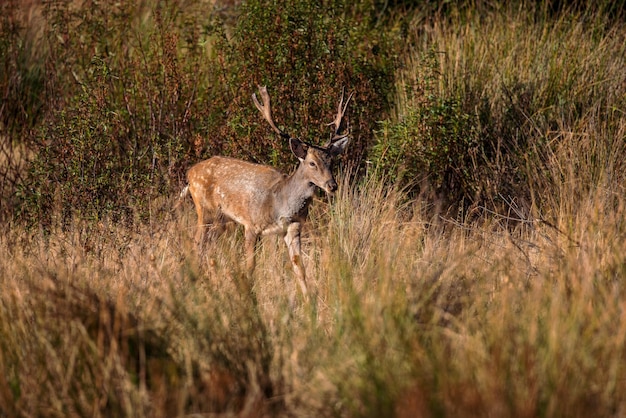 Daini nel suo ambiente naturale.