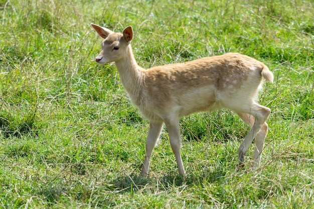 Daino (Dama Dama)