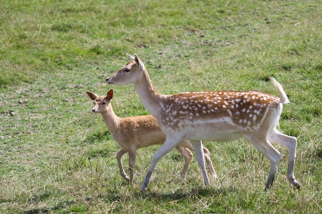 Daino (Dama Dama)