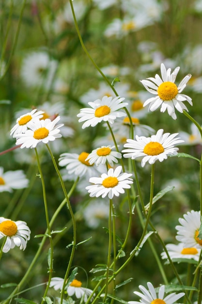 Daisies