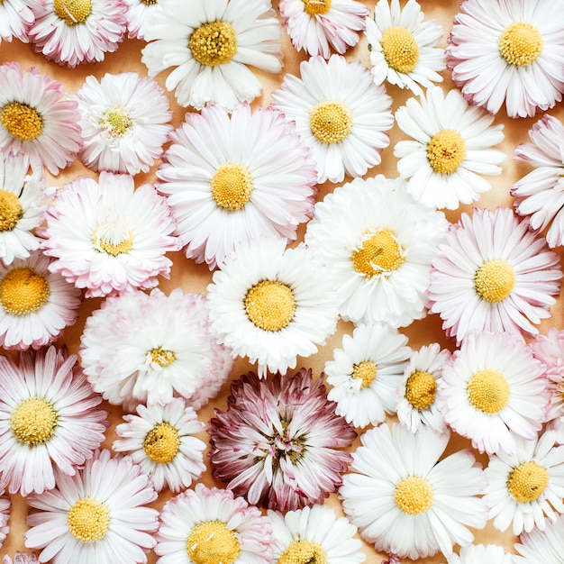 Daisy camomilla boccioli di fiori
