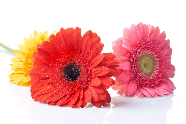 Daisy-gerbera con gocce d'acqua isolate su bianco