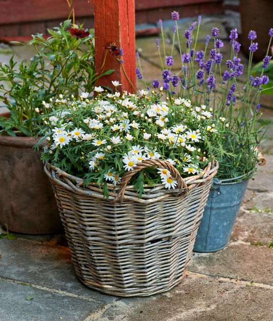 Daisy Marguerite Garden fotografa la bellissima decorazione Daisy Marguerite