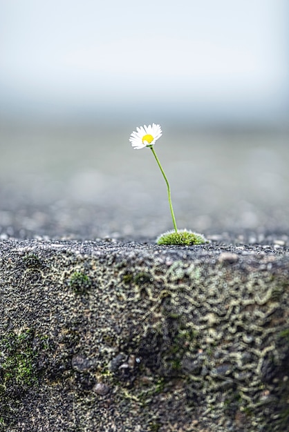 Daisy nella terra screpolata