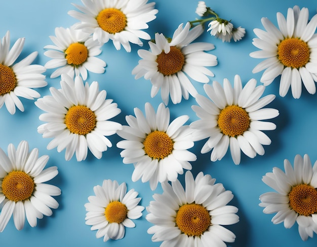 Daisy Pattern Fiori di camomilla primaverili ed estivi su uno sfondo blu