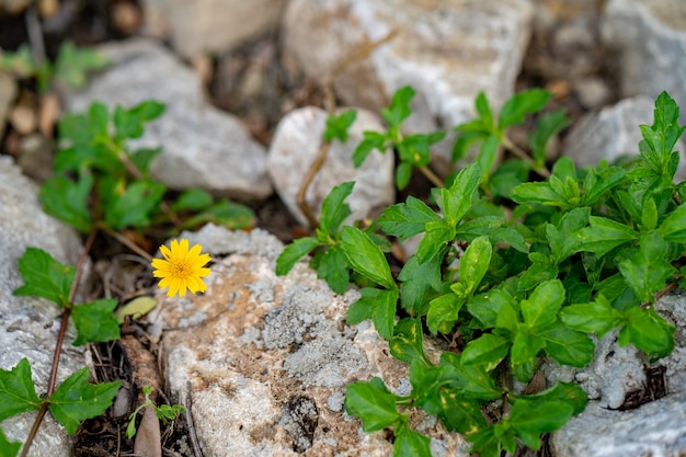 Daisy strisciante in fiore sulle rocce