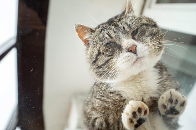 Dal basso attraverso un bicchiere di soffice gatto seduto su un tavolo di vetro e guardando la telecamera