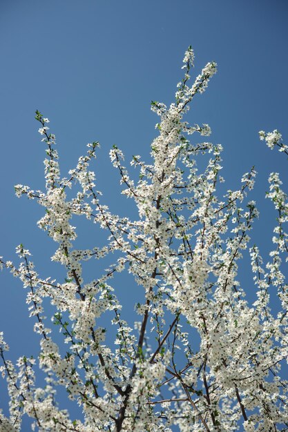 Dal basso del ciliegio con fiori che sbocciano contro il cielo blu in primavera