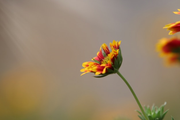 Dalia bel fiore rosso e giallo freschezza petalo in giardino