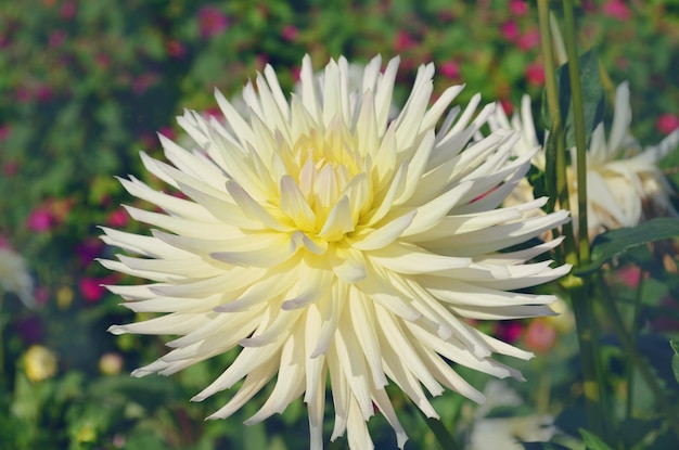 Dalia con petali bianco crema Dahlia White stella