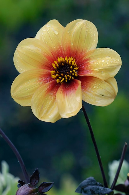 Dalia Dalia ibrida