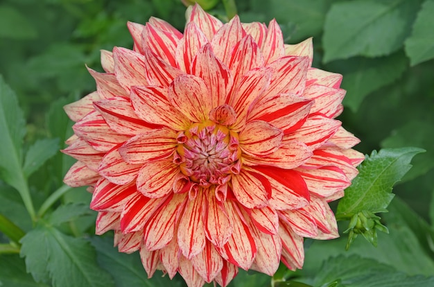 Dalia decorativa Pippi