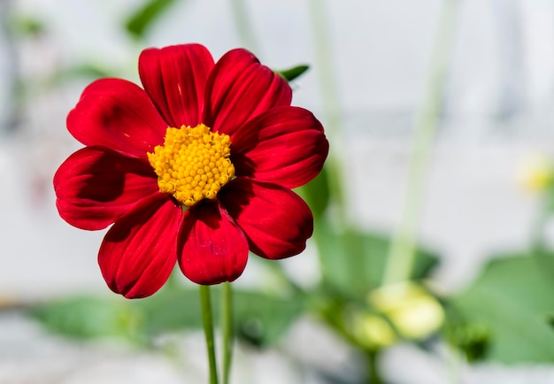 Dalia estiva in una giornata di sole