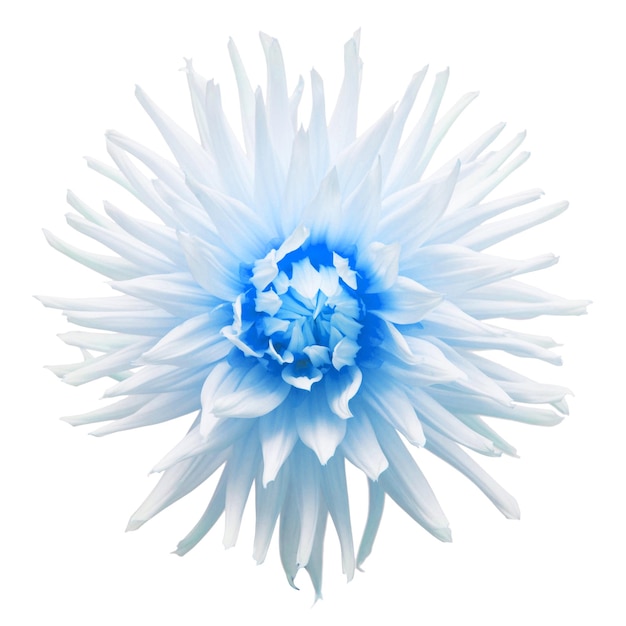 Dalia fiore blu isolata su sfondo bianco Vista dall'alto piatto