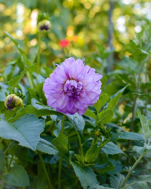 Dalia fiore in giardino. Fiore viola. Dalia