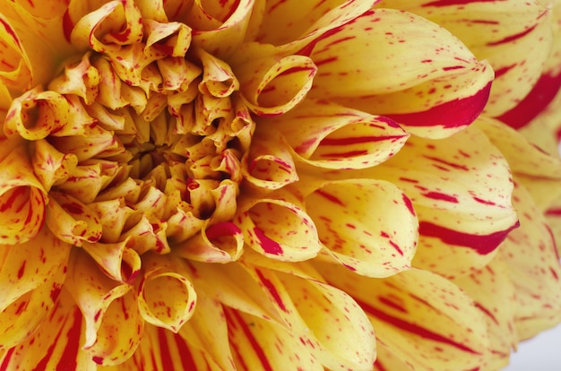 Dalia gialla luminosa contro fondo bianco. Autunno concetto romantico.