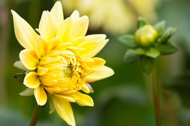 Dalia gialla nel giardino