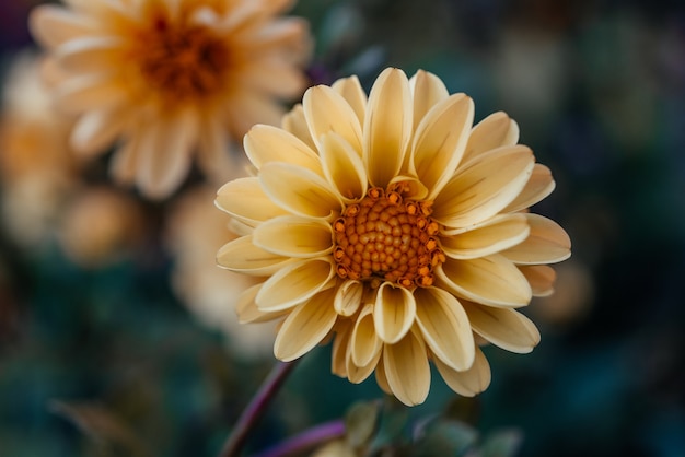 Dalia nana arancione in fiore nel giardino autunnale dahlia dahlietta mini fiore closeup