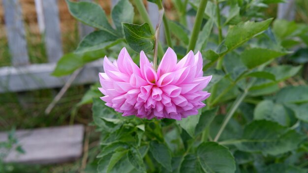 Dalia rosa nel giardino Teste di fiori petali appuntiti che fioriscono in tarda estate e in autunno