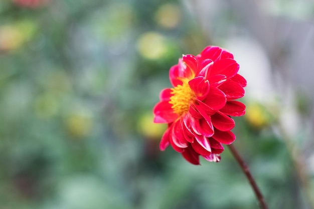 Dalia rossa nel giardino su uno sfondo sfocato