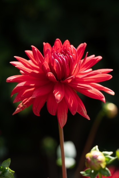 Dalia rossa vivace che fiorisce in estate