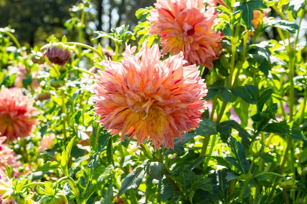 Dalie fiori luminosi cresciuti nel giardino.