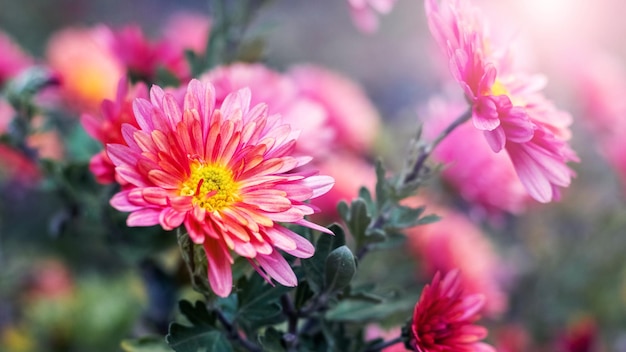 Dalie rosa in giardino contro uno sfondo sfocato in autunno