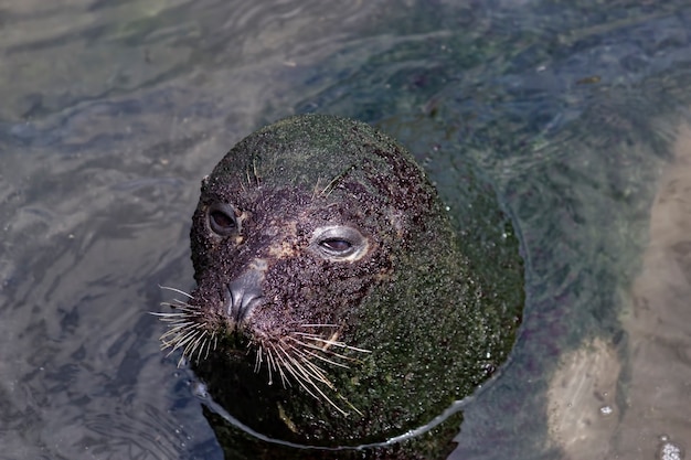Dall'alto carino grande foca ricoperta di sporcizia che nuota nell'acqua