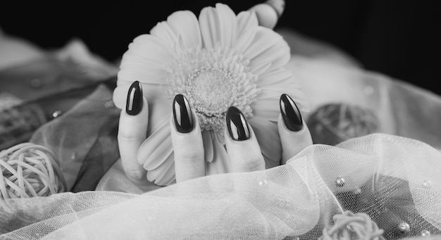 Dall'alto del raccolto donne anonime con manicure rossa alla moda tiene nelle sue mani un fiore Gerbera giallo brillante in una stanza buia Bianco e nero