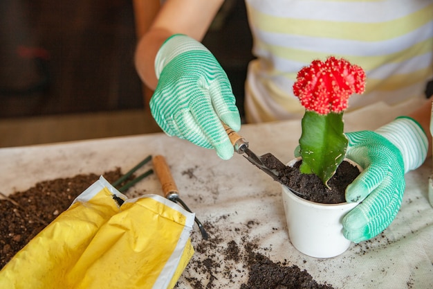 Dall'alto donna anonima in guanti che aggiunge terreno in vaso con cactus in fiore mentre è seduta a tavola e fa giardinaggio a casa