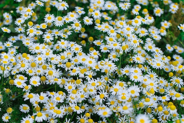 Dall'alto in basso bellissimo campo di erba verde e camomilla come sfondo nella natura, primo piano