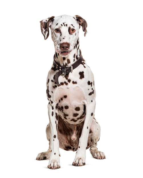 Dalmata marrone e bianco che indossa un cane collare isolato su bianco