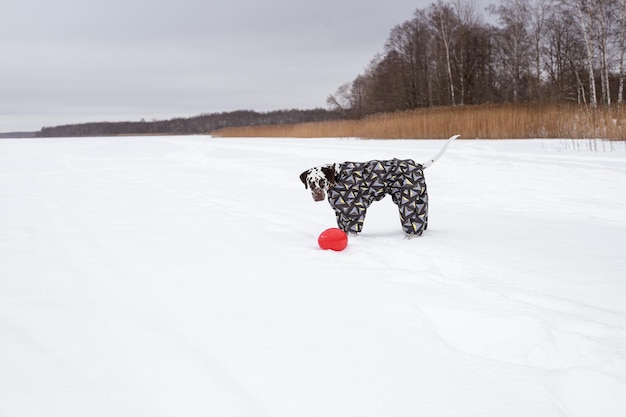 Dalmata nella neve indossando giocare nel parco sulla neve Orario invernale Cane in cappotto Animale domestico che indossa una giacca calda Ritratto di un cane divertente vestito con un abito Abbigliamento per animali domestici