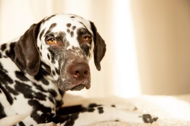 Dalmata triste o assonnato sdraiato sul divano beigeUn cane stanco a letto Un cane dalmata perde il suo proprietario Cane dalmata bianco e maculato di fegato in posa sul letto